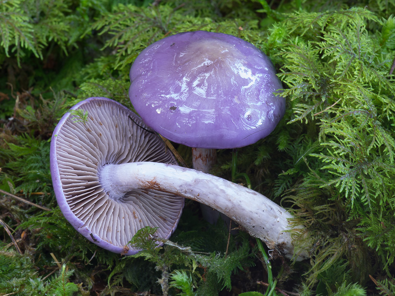 Cortinarius salor